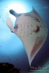 I believe I can fly....
Manta magic at Manta Sandy by Mona Dienhart 
